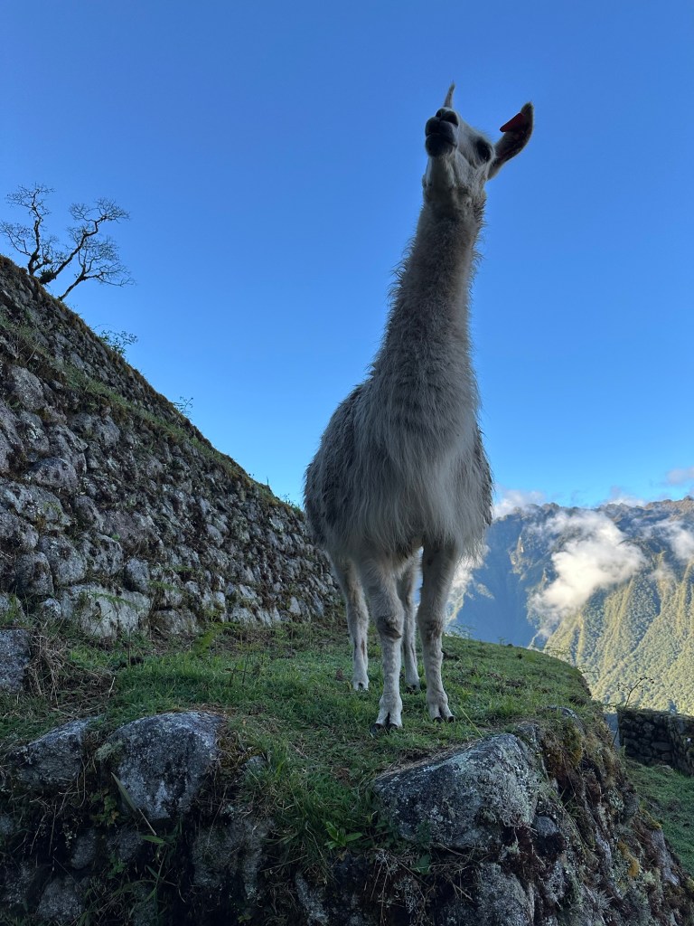 A llama standing near the ancient Inca ruins of Machu Picchu, with a clear blue sky and mountains in the background.