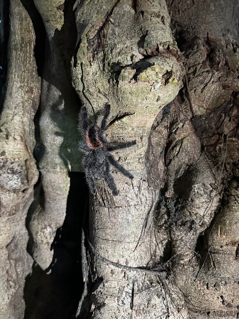 Close-up of a tarantula crawling on a tree trunk in the Amazon jungle, showcasing its hairy legs and distinctive coloring.