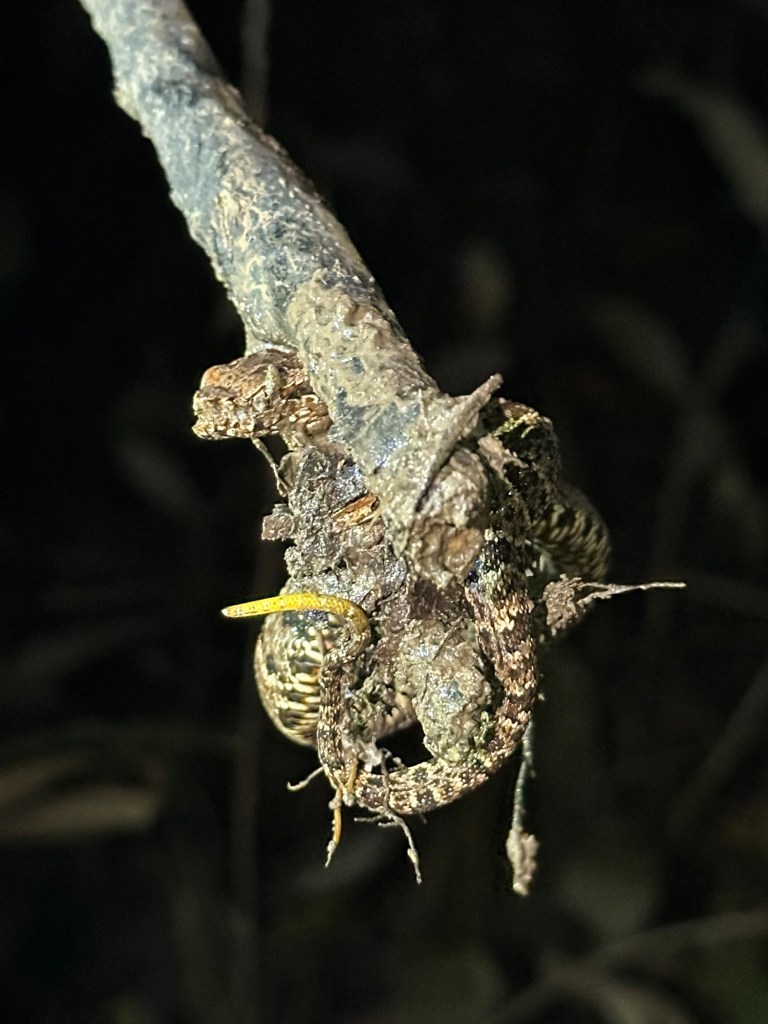 A close-up image of a camouflaged amphibian resting on a branch, blending into its surroundings in the Amazon jungle at night.